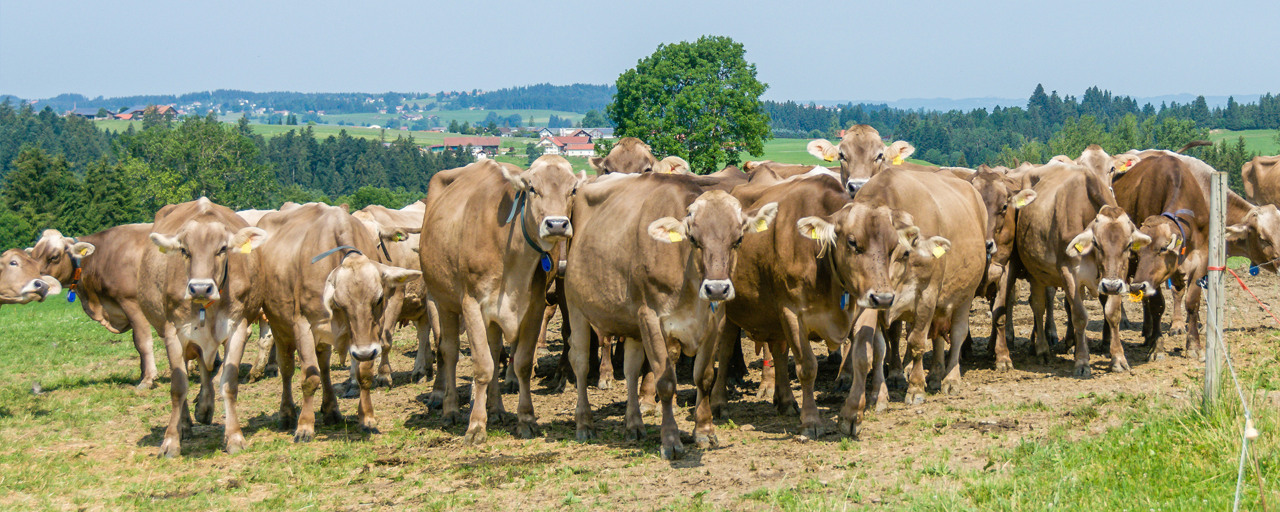 Ferienhof-Baur_Main_Header_07